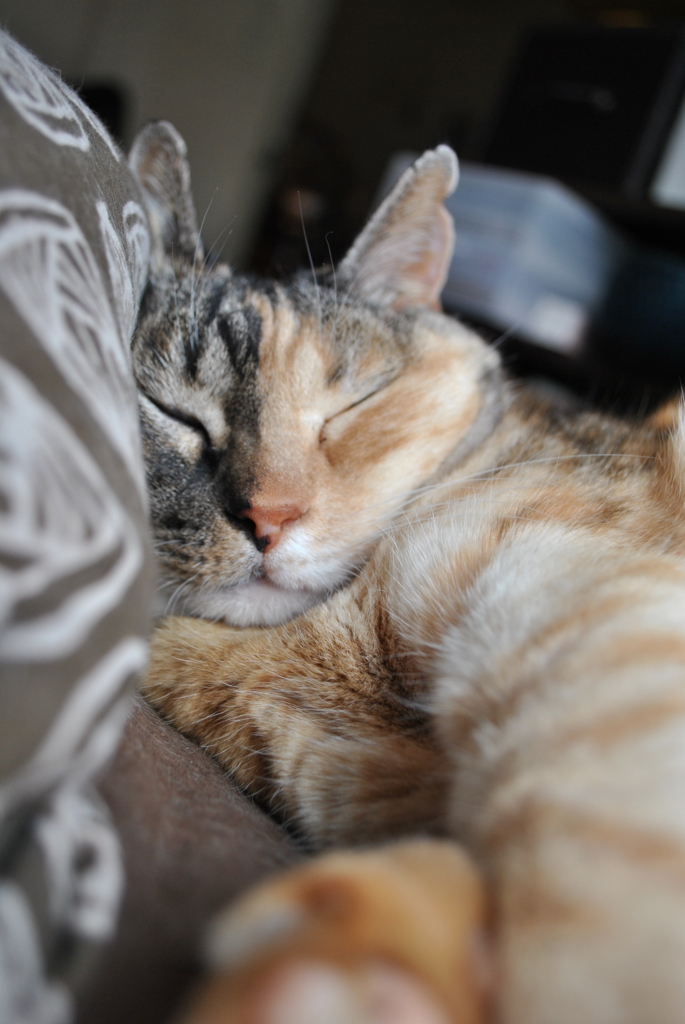 f:id:hiraryo0201:20160618133406j:plain