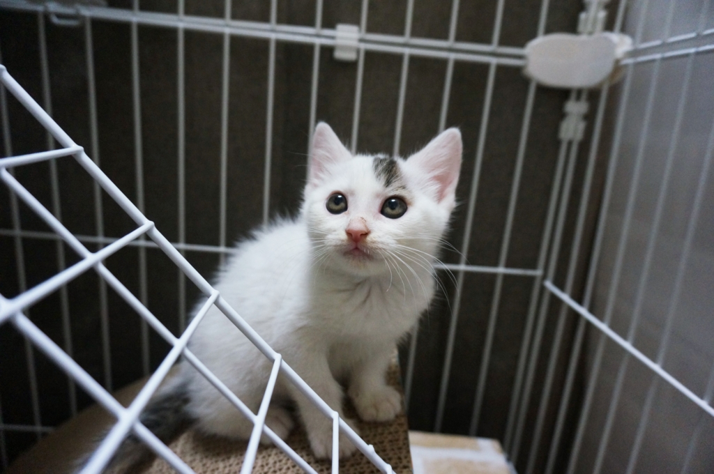 f:id:hiraryo0201:20160620155800j:plain f:id:hiraryo0201:20160620155800j:plain