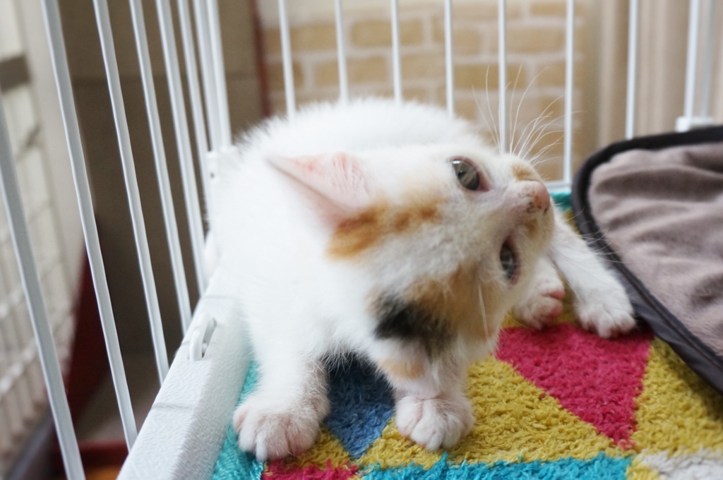 f:id:hiraryo0201:20160620160032j:plain f:id:hiraryo0201:20160620160032j:plain