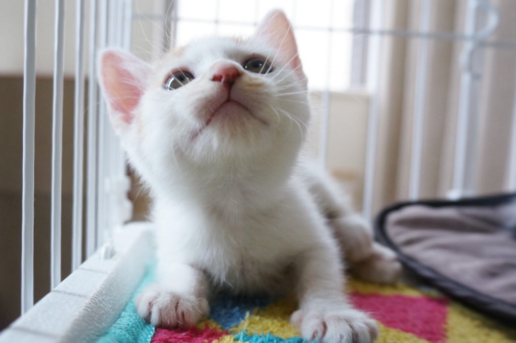 f:id:hiraryo0201:20160620160312j:plain f:id:hiraryo0201:20160620160312j:plain