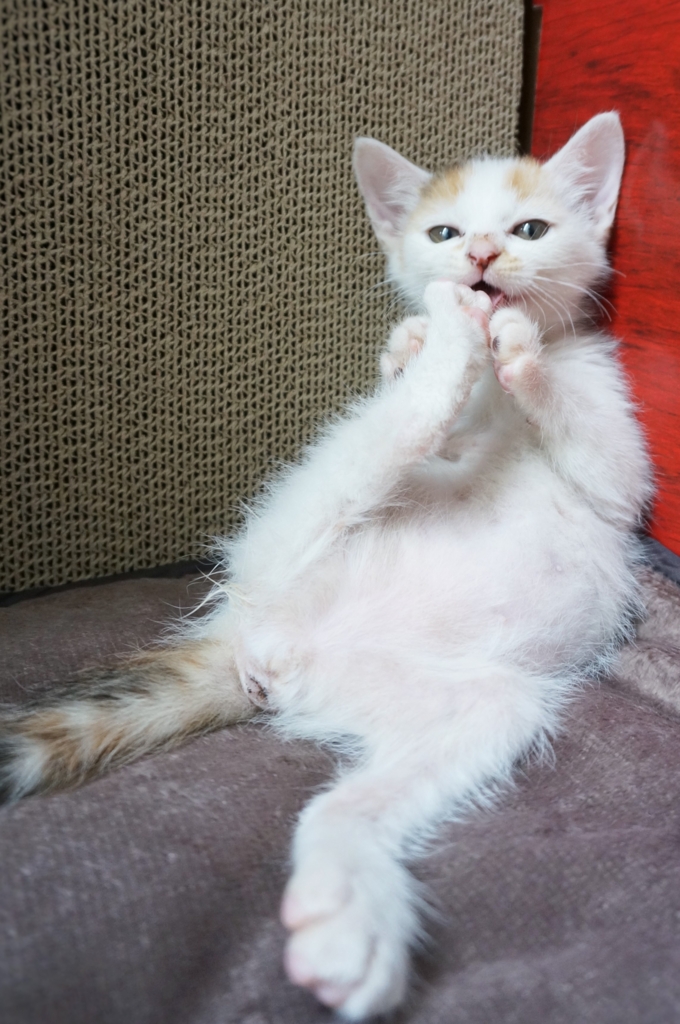 f:id:hiraryo0201:20160620160827j:plain f:id:hiraryo0201:20160620160827j:plain