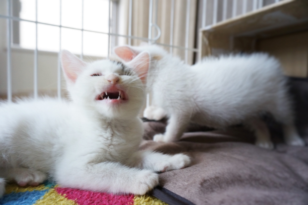 f:id:hiraryo0201:20160620160914j:plain f:id:hiraryo0201:20160620160914j:plain