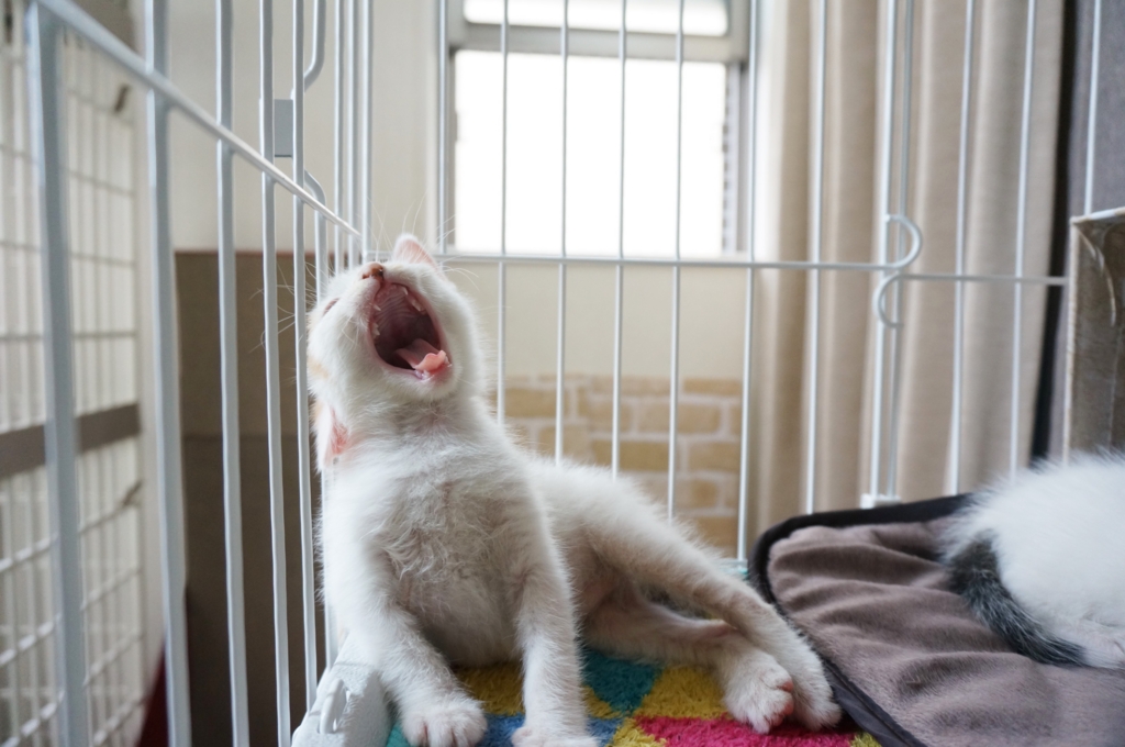 f:id:hiraryo0201:20160620161033j:plain f:id:hiraryo0201:20160620161033j:plain