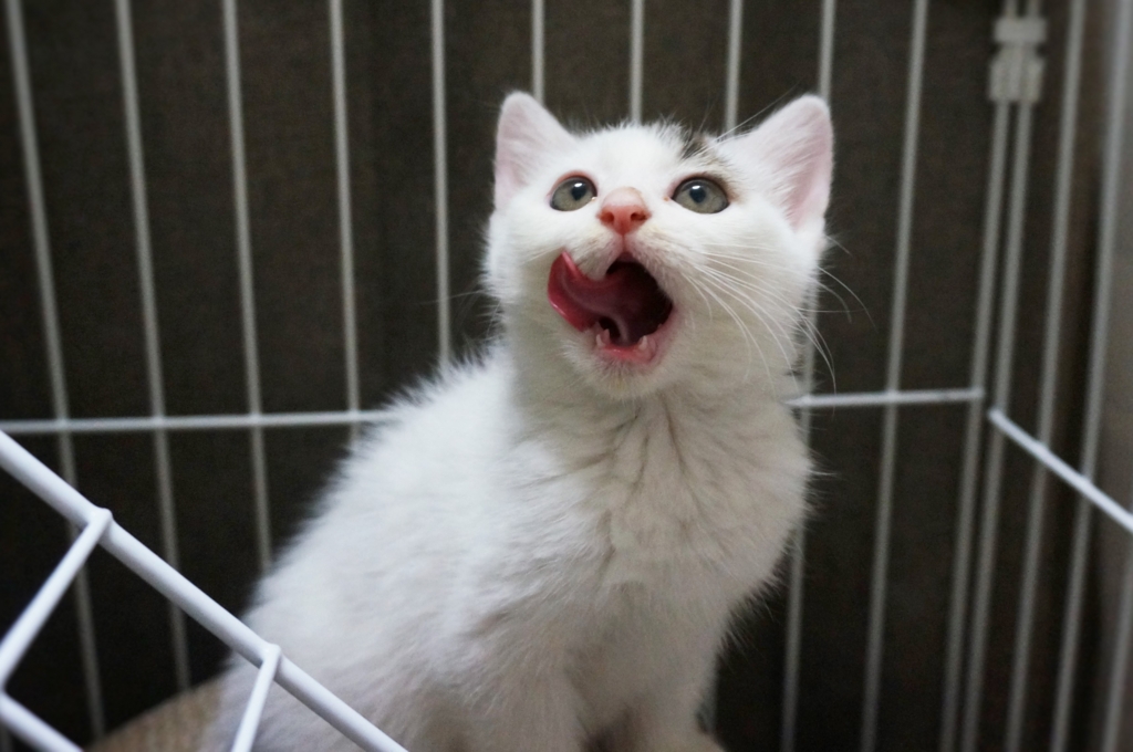 f:id:hiraryo0201:20160620161152j:plain f:id:hiraryo0201:20160620161152j:plain