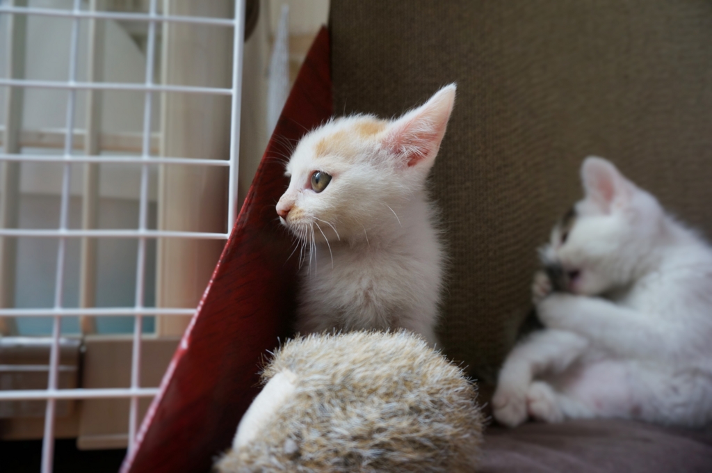 f:id:hiraryo0201:20160620161517j:plain f:id:hiraryo0201:20160620161517j:plain