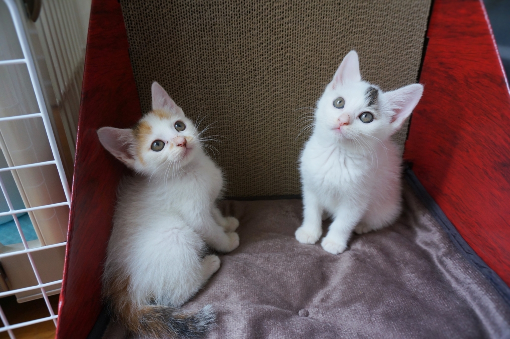 f:id:hiraryo0201:20160620161958j:plain f:id:hiraryo0201:20160620161958j:plain