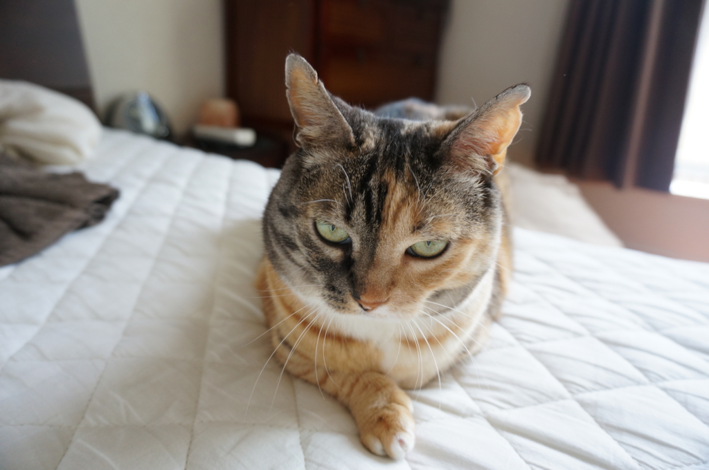 f:id:hiraryo0201:20160620162159j:plain f:id:hiraryo0201:20160620162159j:plain