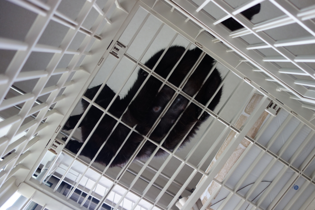 f:id:hiraryo0201:20160621115559j:plain