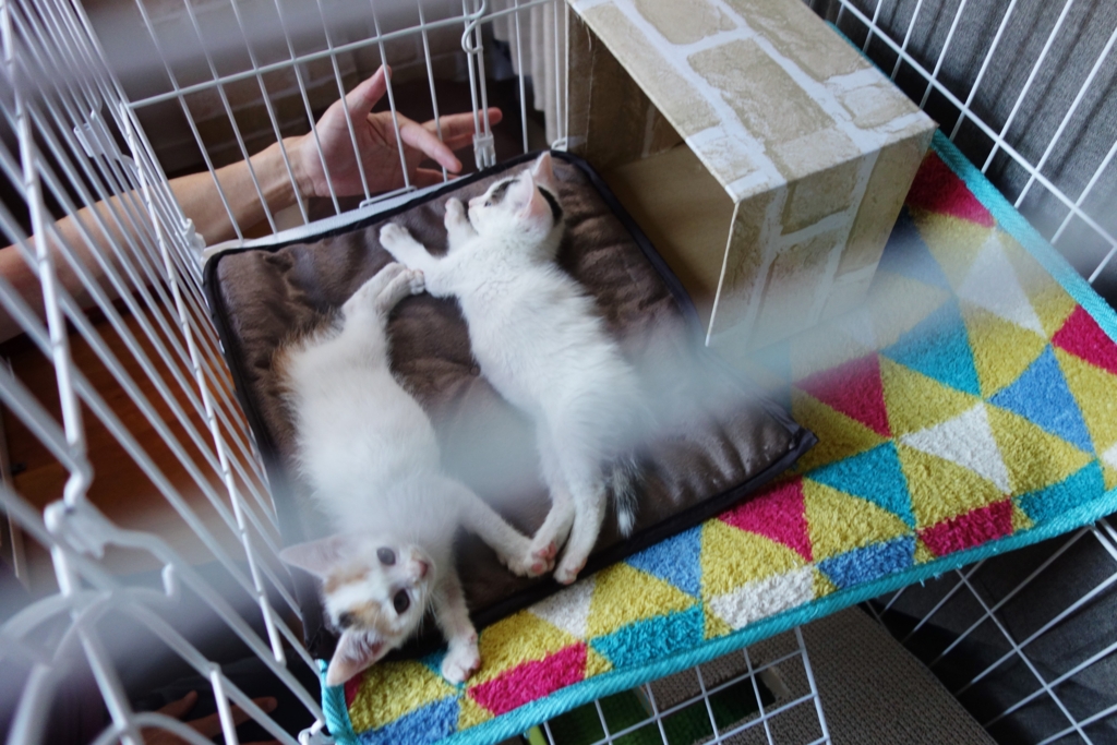 f:id:hiraryo0201:20160621120552j:plain