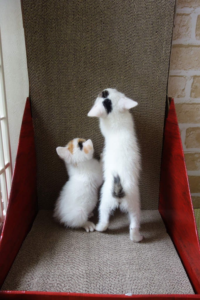 f:id:hiraryo0201:20160621120739j:plain