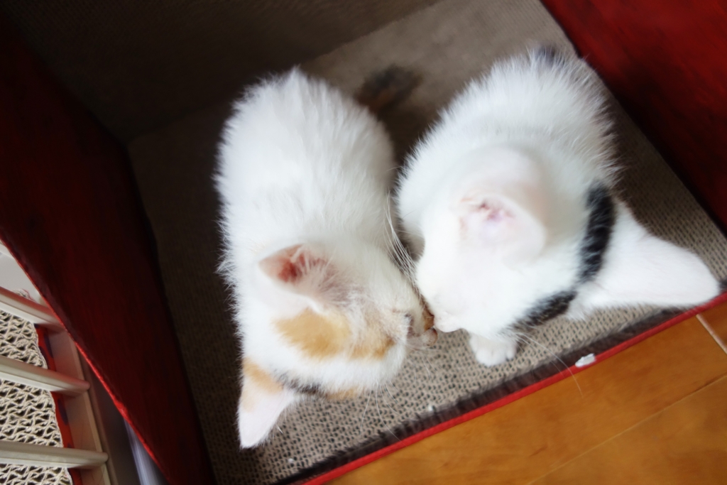 f:id:hiraryo0201:20160621120935j:plain