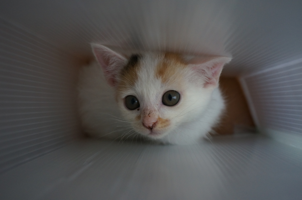 f:id:hiraryo0201:20160621121255j:plain