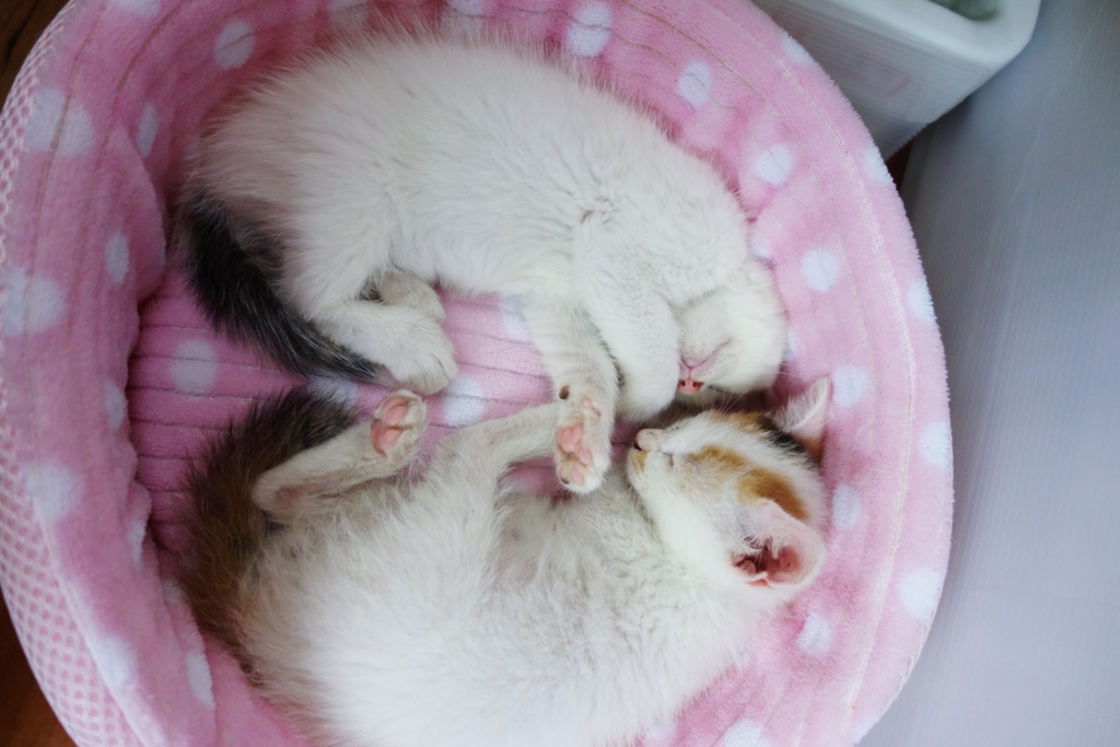 f:id:hiraryo0201:20160621121928j:plain