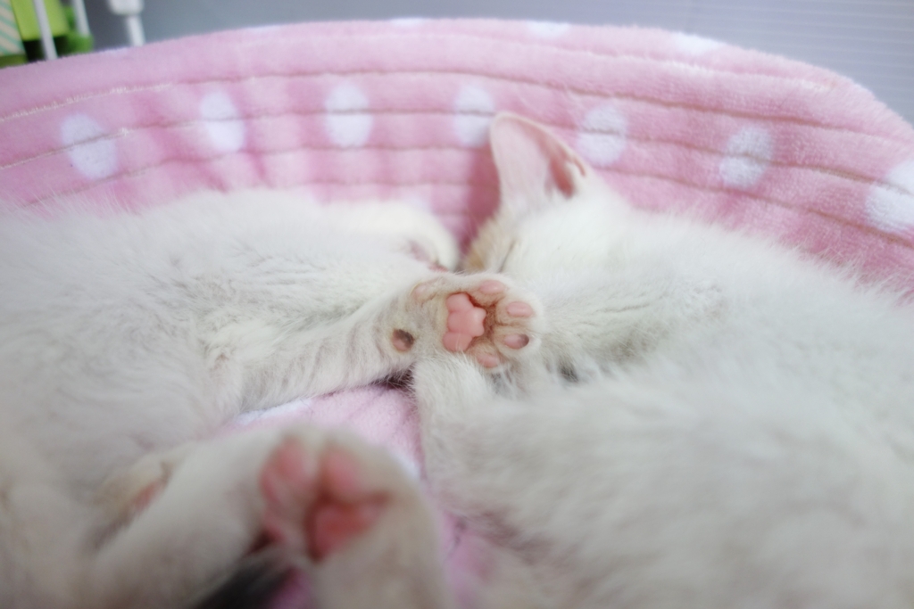 f:id:hiraryo0201:20160621122126j:plain