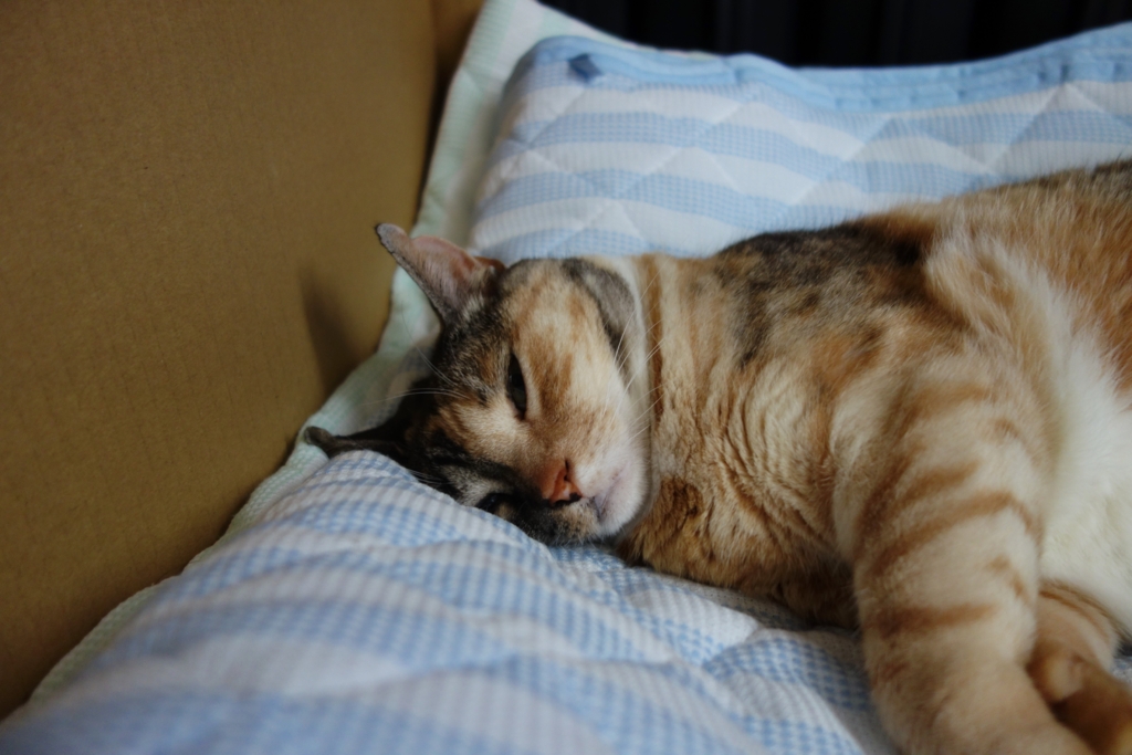 f:id:hiraryo0201:20160621122944j:plain