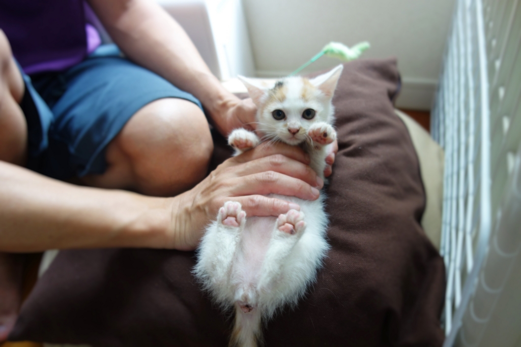 f:id:hiraryo0201:20160621123541j:plain