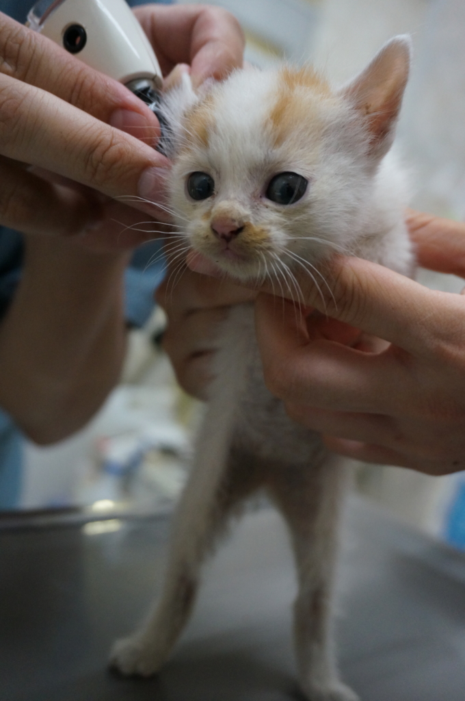 f:id:hiraryo0201:20160622133855j:plain f:id:hiraryo0201:20160622133855j:plain