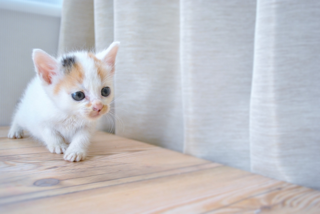 f:id:hiraryo0201:20160622134329j:plain f:id:hiraryo0201:20160622134329j:plain