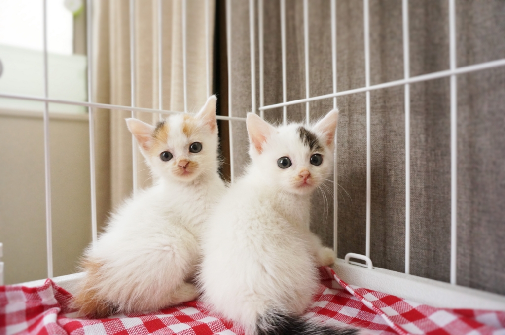 f:id:hiraryo0201:20160622134441j:plain f:id:hiraryo0201:20160622134441j:plain