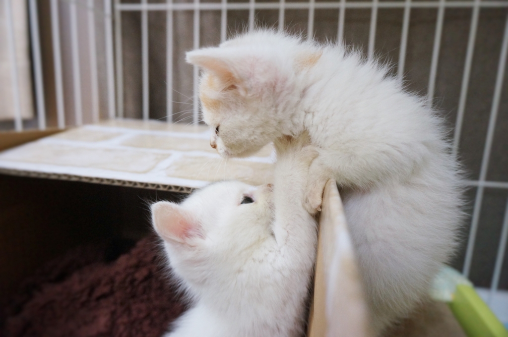 f:id:hiraryo0201:20160622134445j:plain f:id:hiraryo0201:20160622134445j:plain