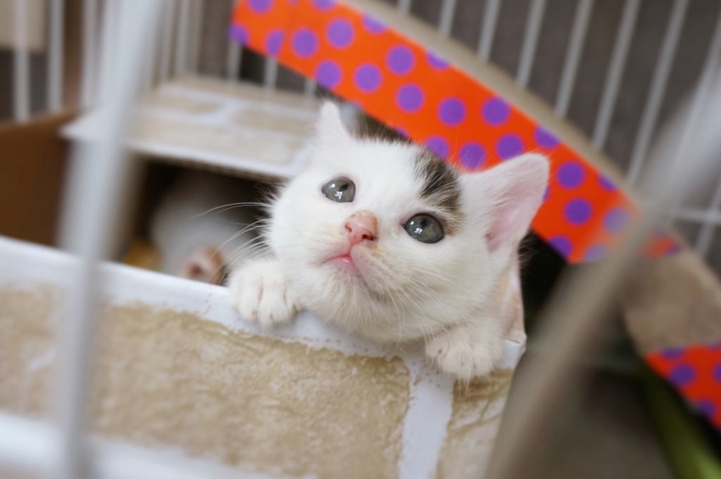 f:id:hiraryo0201:20160622134647j:plain f:id:hiraryo0201:20160622134647j:plain