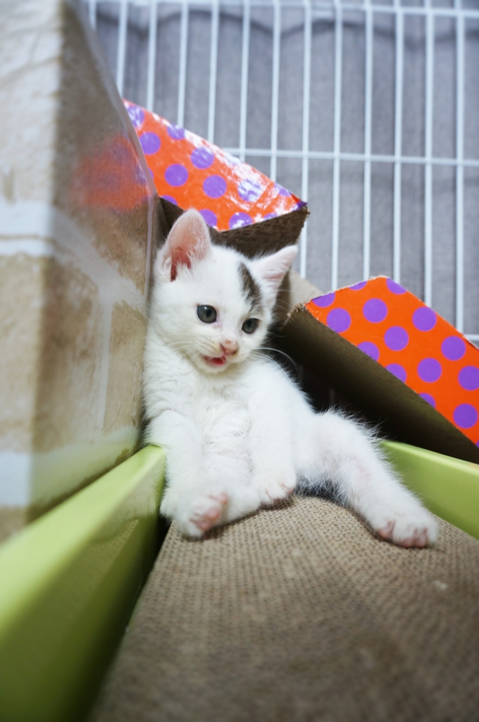 f:id:hiraryo0201:20160622134739j:plain f:id:hiraryo0201:20160622134739j:plain