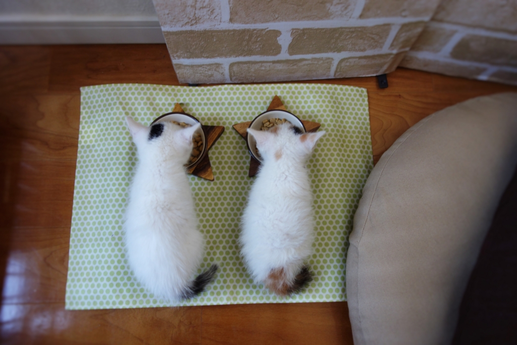 f:id:hiraryo0201:20160623103141j:plain f:id:hiraryo0201:20160623103141j:plain