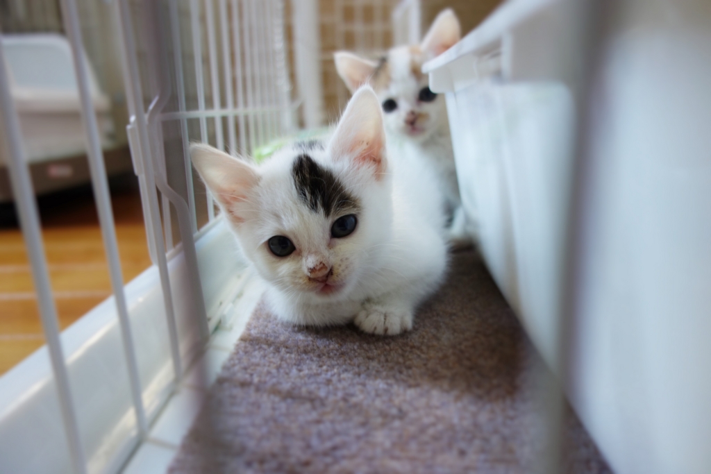 f:id:hiraryo0201:20160623103341j:plain f:id:hiraryo0201:20160623103341j:plain