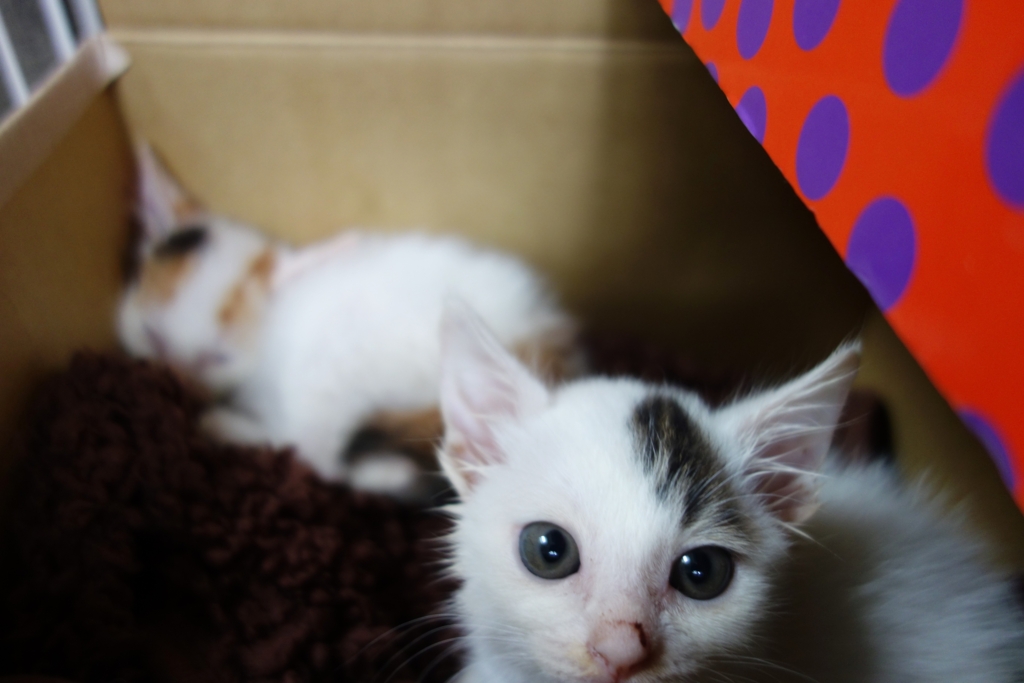 f:id:hiraryo0201:20160623103453j:plain f:id:hiraryo0201:20160623103453j:plain