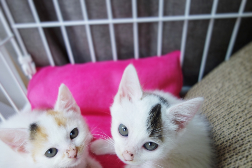 f:id:hiraryo0201:20160623103603j:plain f:id:hiraryo0201:20160623103603j:plain