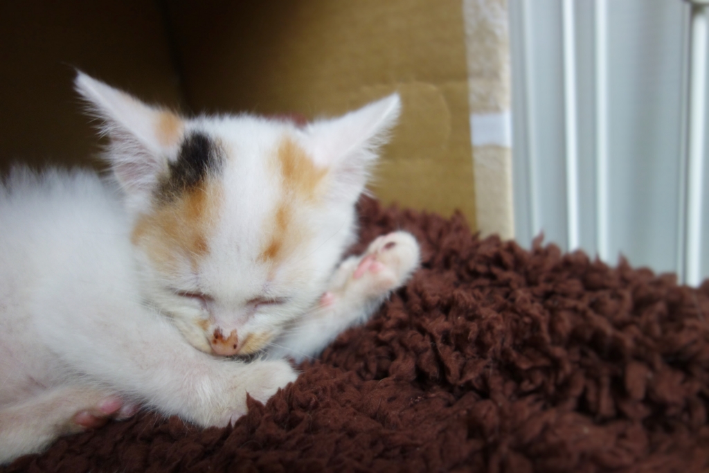 f:id:hiraryo0201:20160623103717j:plain f:id:hiraryo0201:20160623103717j:plain