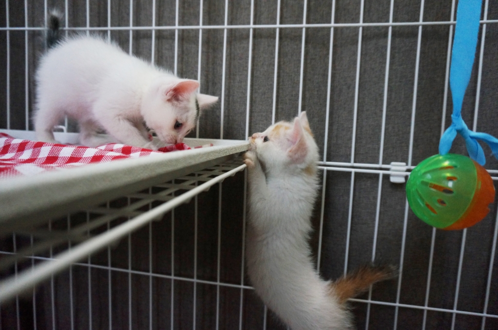 f:id:hiraryo0201:20160623103815j:plain f:id:hiraryo0201:20160623103815j:plain