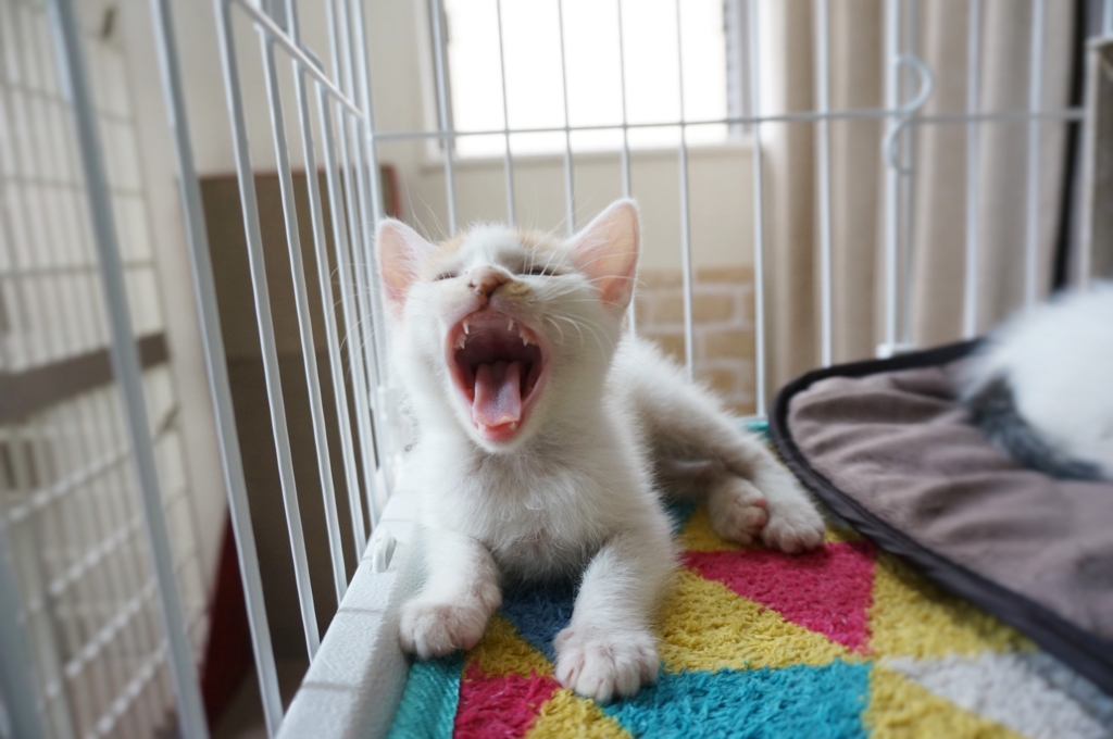 f:id:hiraryo0201:20160623104101j:plain f:id:hiraryo0201:20160623104101j:plain