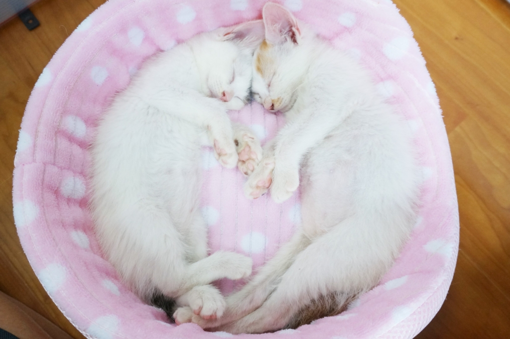 f:id:hiraryo0201:20160623104242j:plain f:id:hiraryo0201:20160623104242j:plain