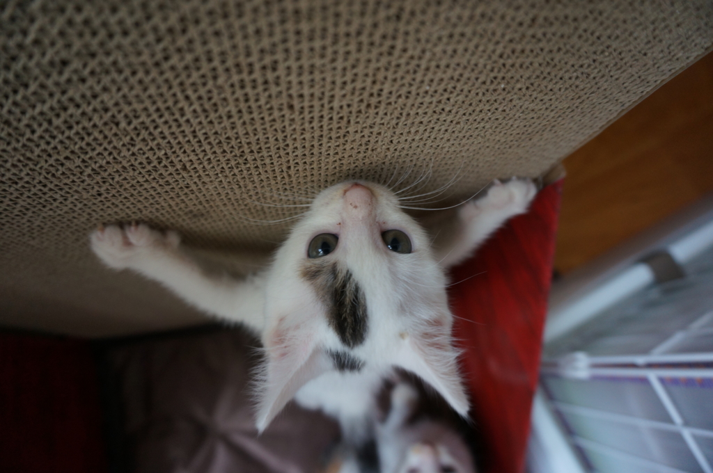 f:id:hiraryo0201:20160623104939j:plain f:id:hiraryo0201:20160623104939j:plain