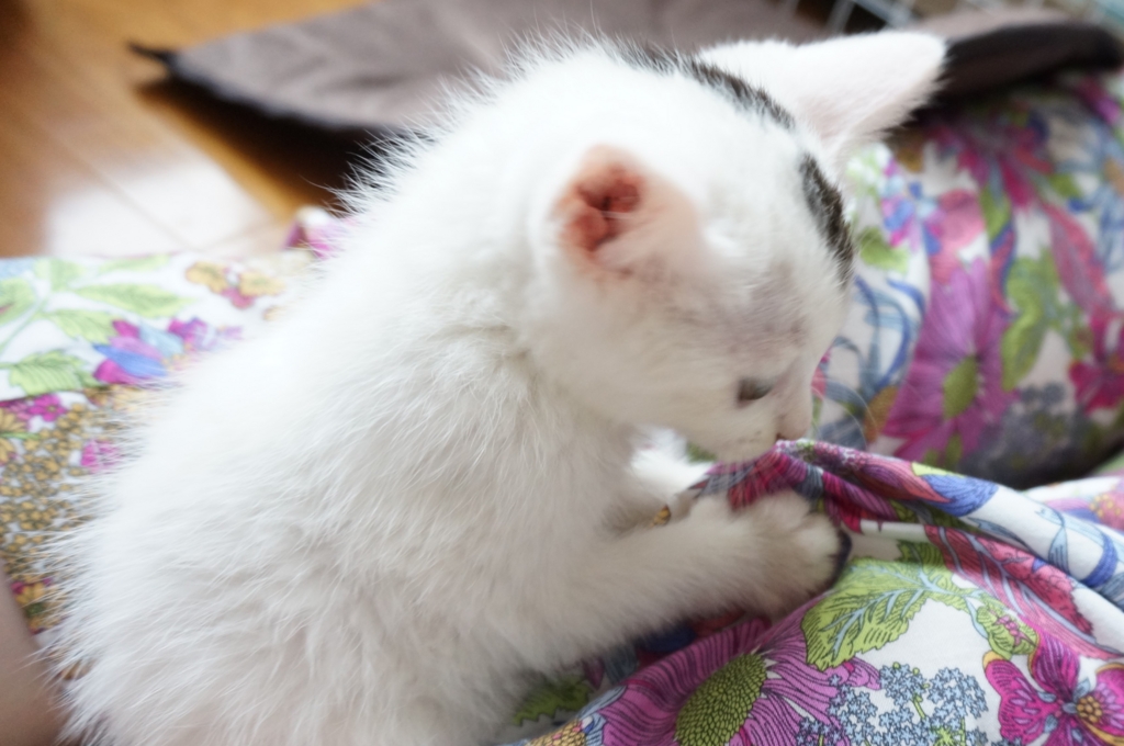 f:id:hiraryo0201:20160623105344j:plain f:id:hiraryo0201:20160623105344j:plain