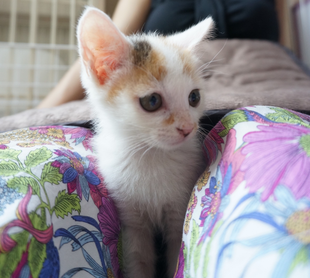 f:id:hiraryo0201:20160623105348j:plain f:id:hiraryo0201:20160623105348j:plain