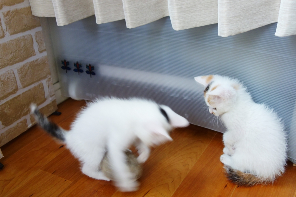 f:id:hiraryo0201:20160624092355j:plain