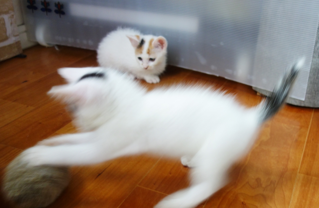 f:id:hiraryo0201:20160624092359j:plain