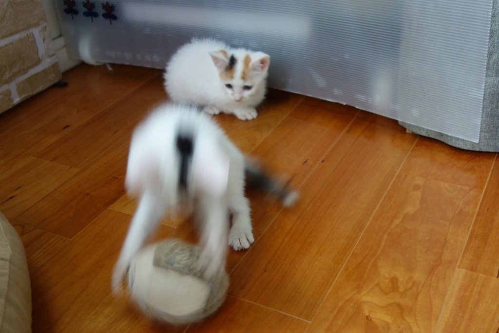 f:id:hiraryo0201:20160624092407j:plain