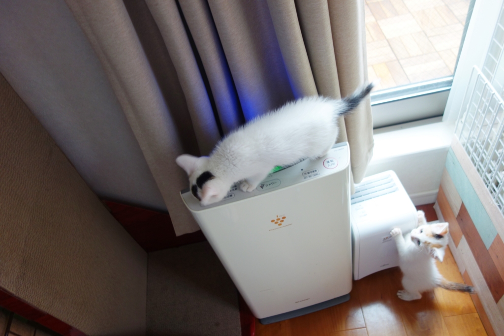 f:id:hiraryo0201:20160624092428j:plain