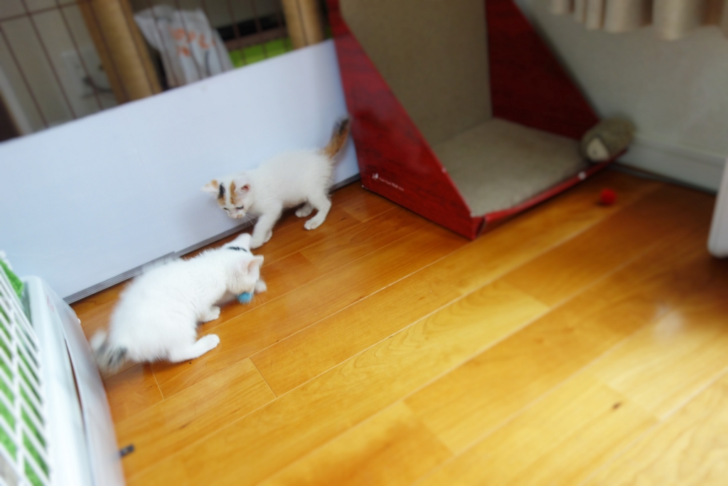 f:id:hiraryo0201:20160624092631j:plain