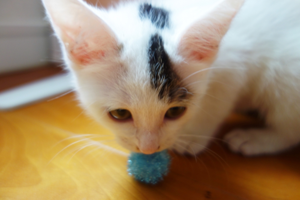 f:id:hiraryo0201:20160624092718j:plain