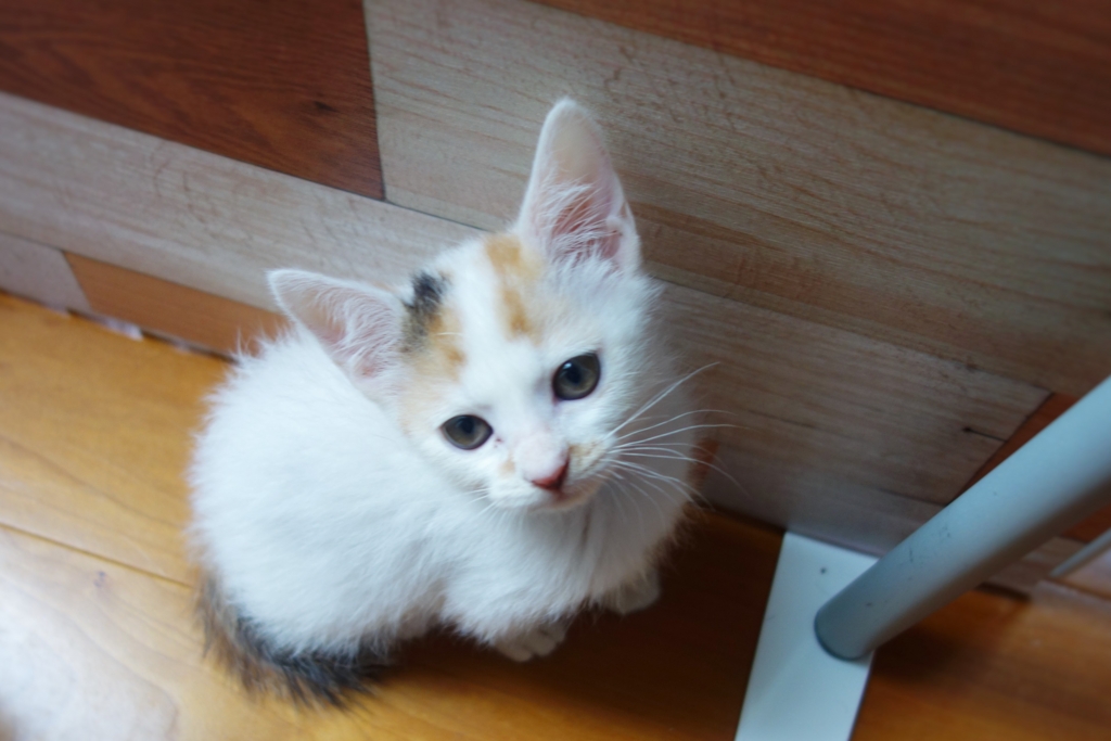 f:id:hiraryo0201:20160624094141j:plain