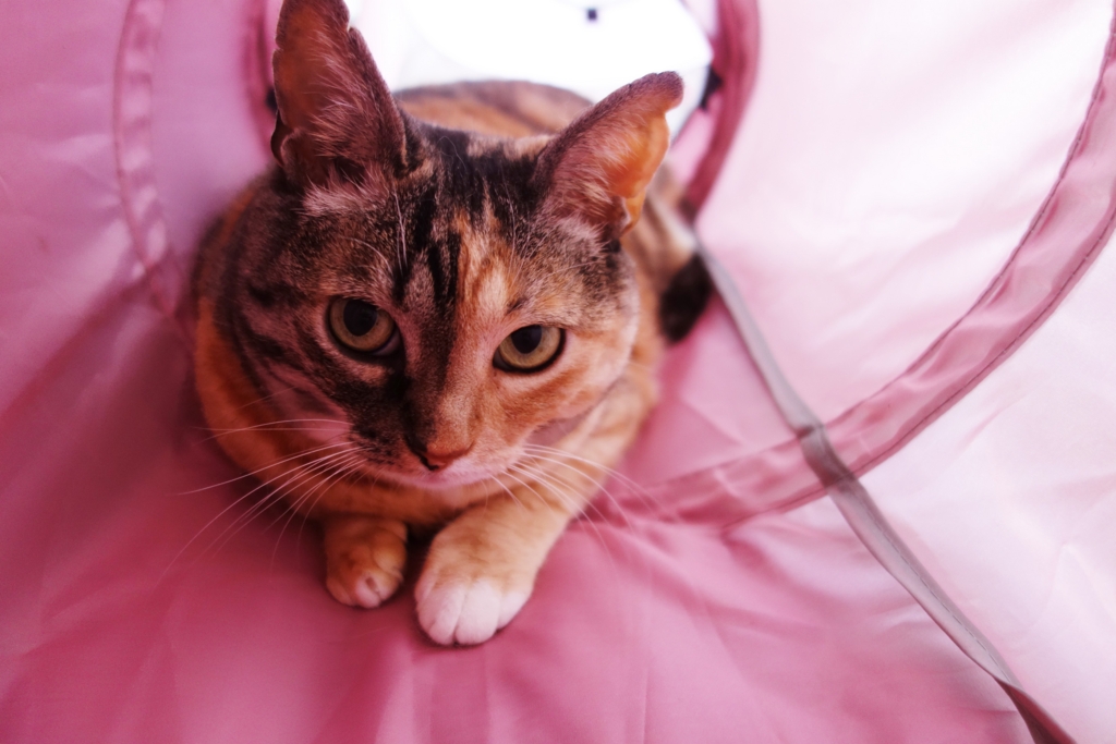 f:id:hiraryo0201:20160624094902j:plain