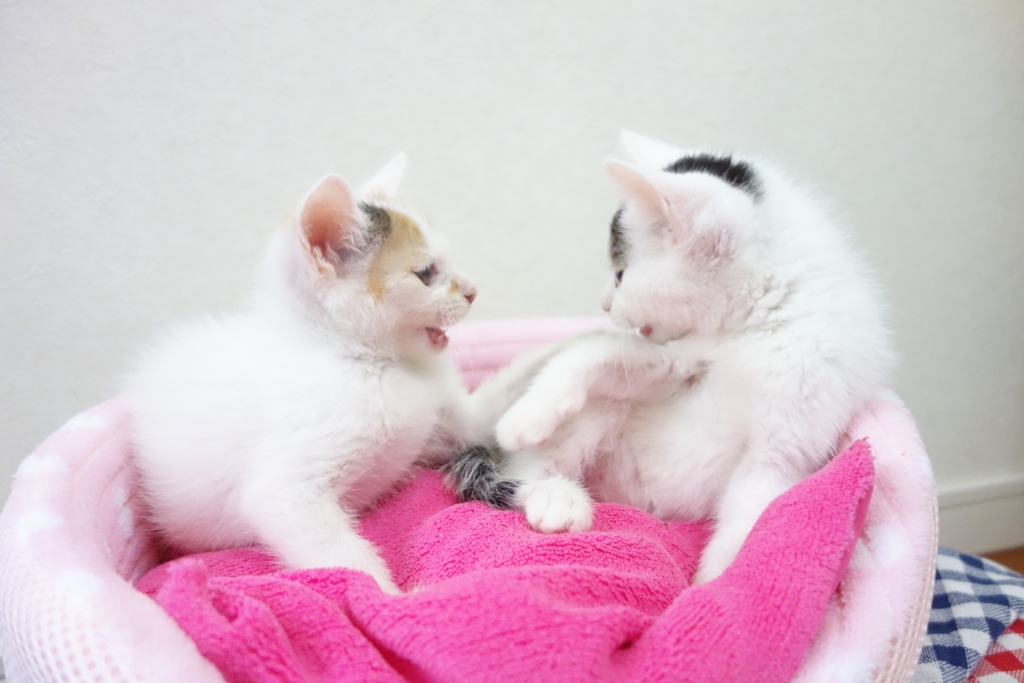 f:id:hiraryo0201:20160625214636j:plain f:id:hiraryo0201:20160625214636j:plain