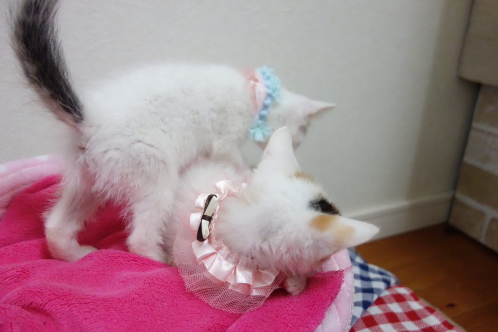 f:id:hiraryo0201:20160625214936j:plain f:id:hiraryo0201:20160625214936j:plain