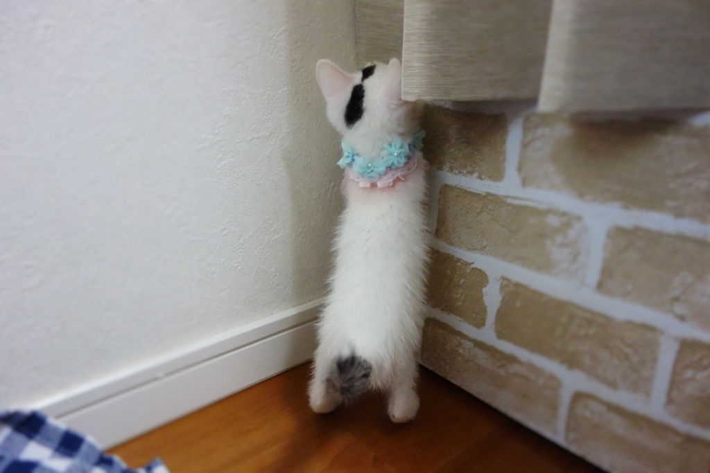 f:id:hiraryo0201:20160625214941j:plain f:id:hiraryo0201:20160625214941j:plain