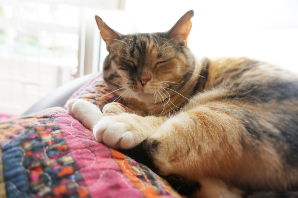 f:id:hiraryo0201:20160704071624j:plain f:id:hiraryo0201:20160704071624j:plain