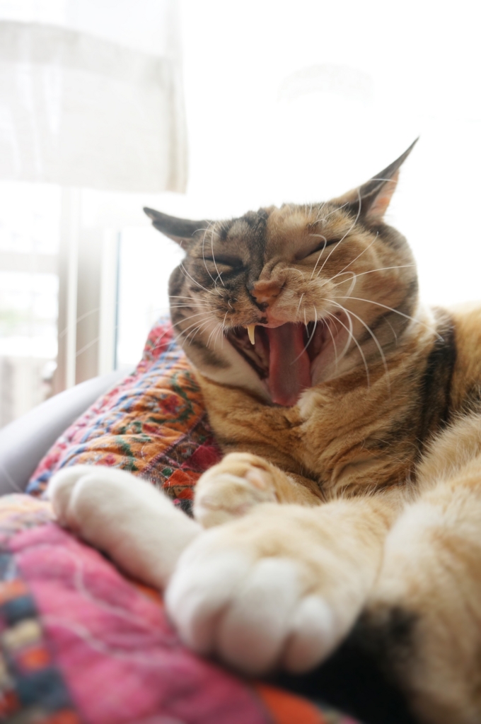 f:id:hiraryo0201:20160704071643j:plain f:id:hiraryo0201:20160704071643j:plain